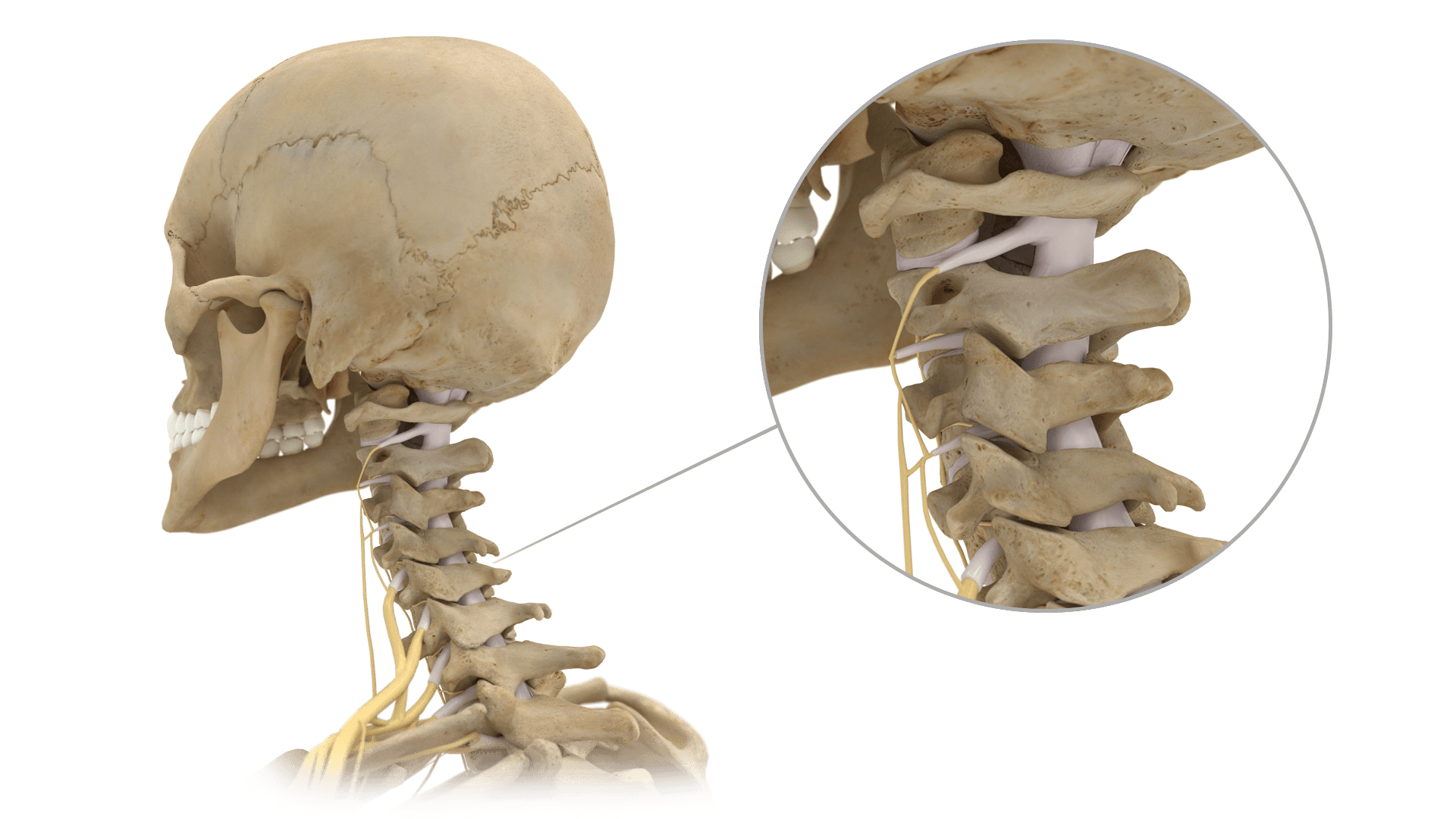 Cervical Spine Anatomy